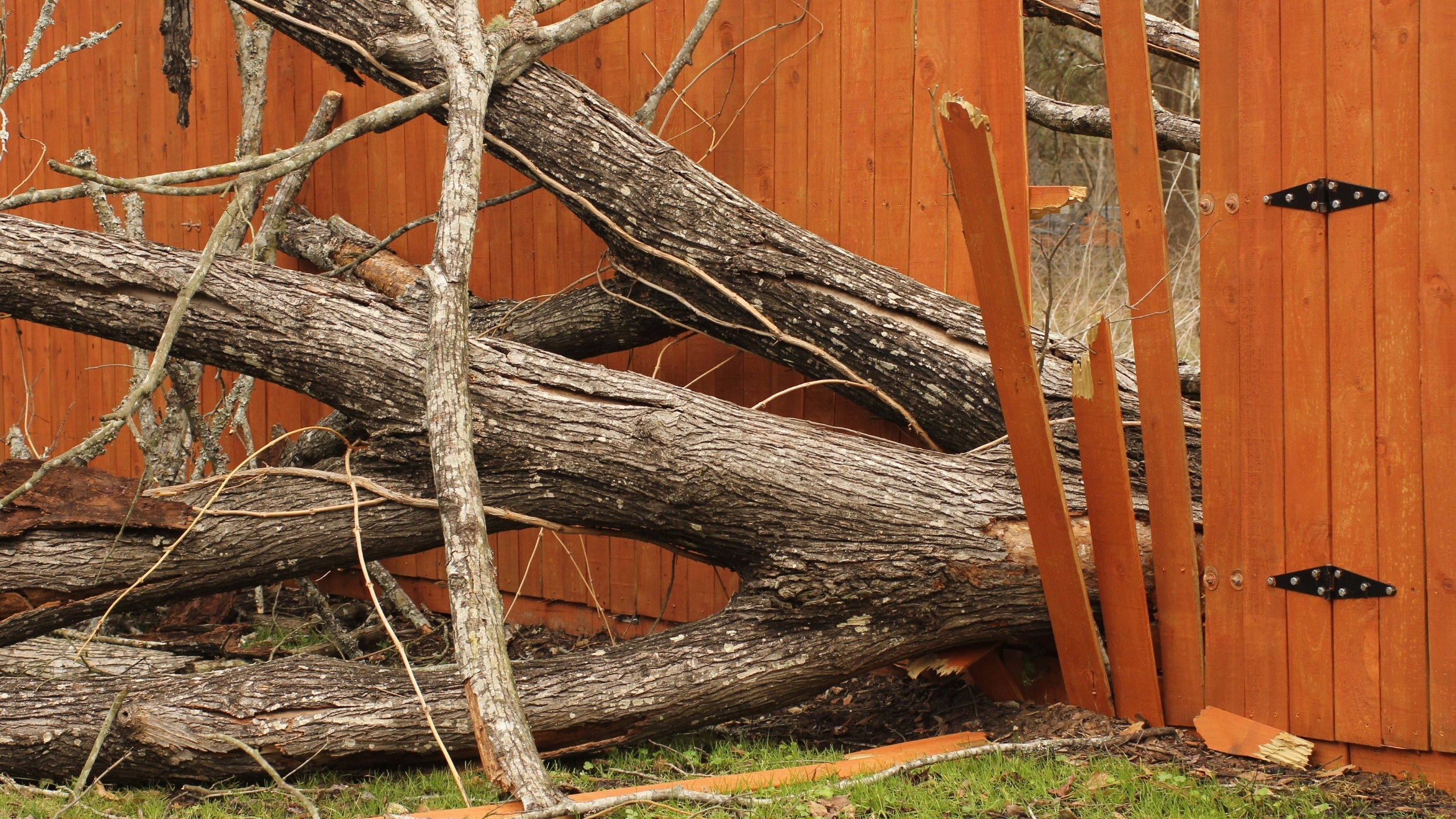Fallen tree lying on a damaged fence