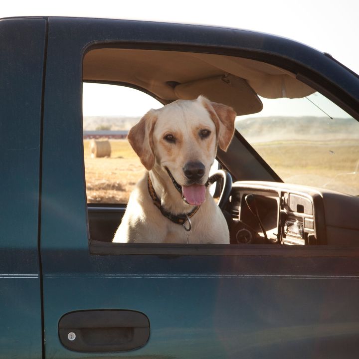 Dog at Window