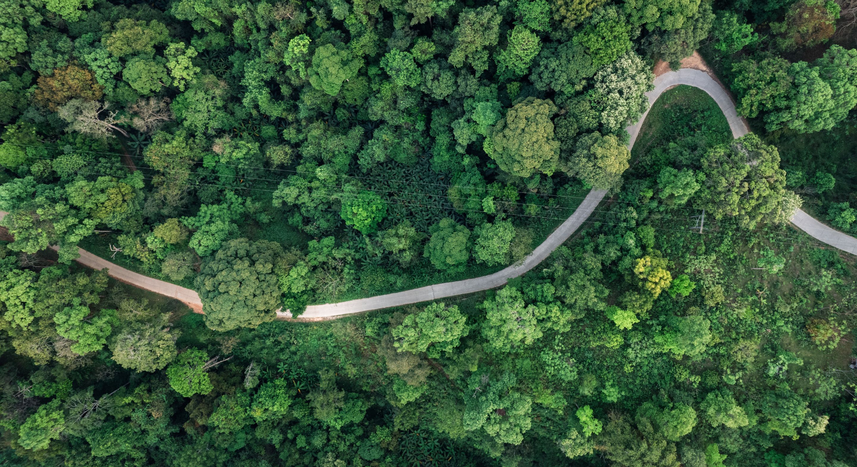Trees and Road - Hero