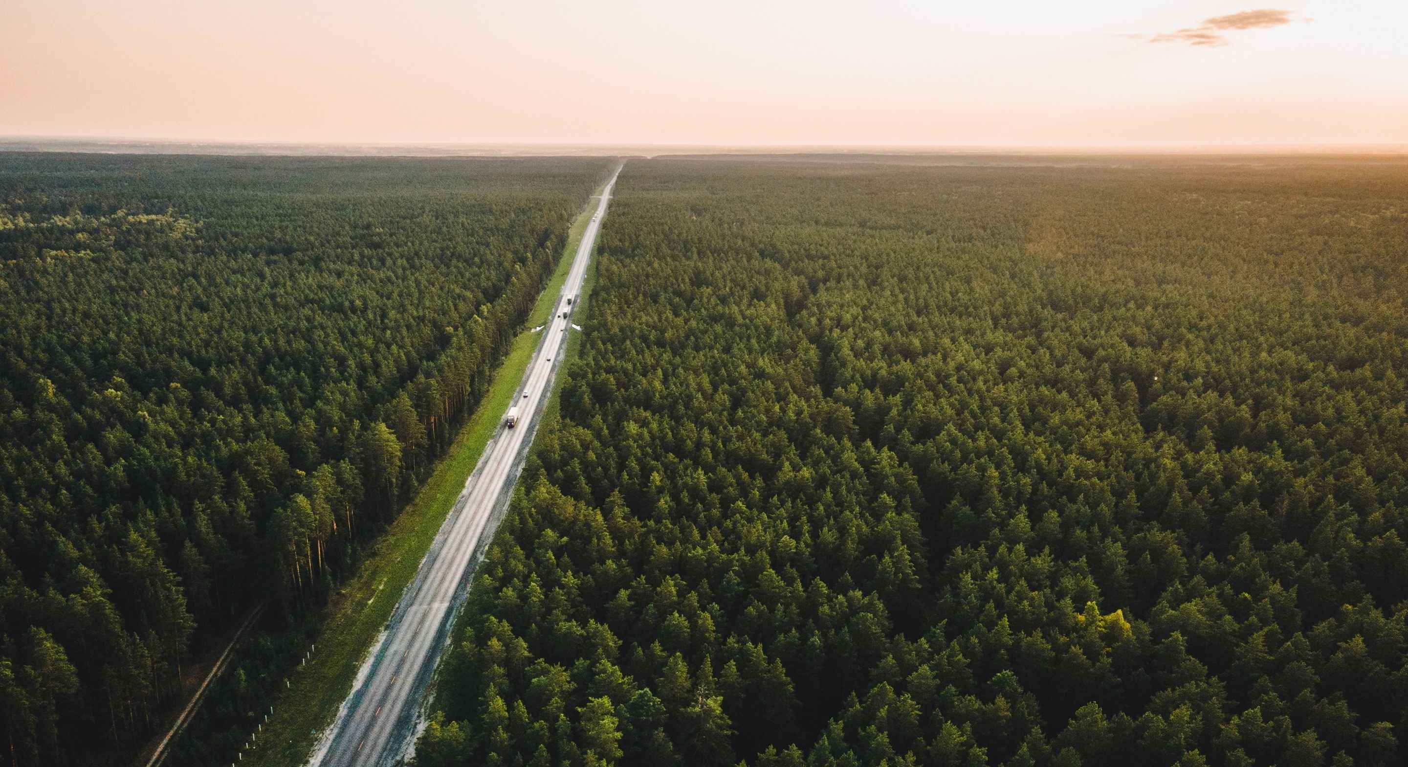 Trees and Road